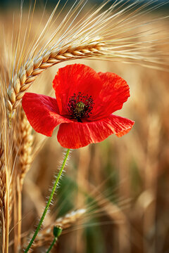 : Red Poppy Flower with Wheat Ears in Golden Field. AI generative.