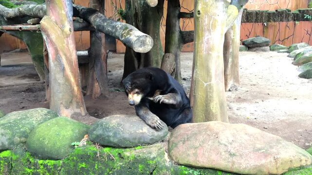 Malayan sun bear resting on a rock in a zoo enclosure