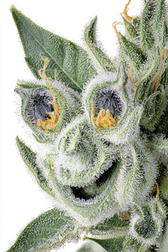 Surreal Cannabis Bud with Human Like Face. AI generative.