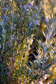 Fresh Rosemary Branch with Blue . AI generative
