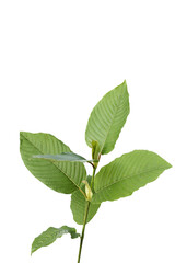 Fototapeta premium Kratom, Mitragyna speciosa on white background.