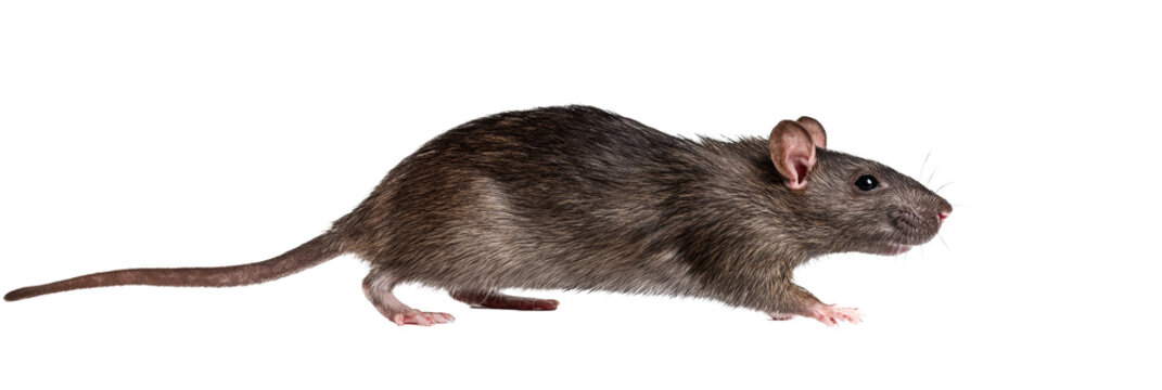 brown rat isolated on white background.