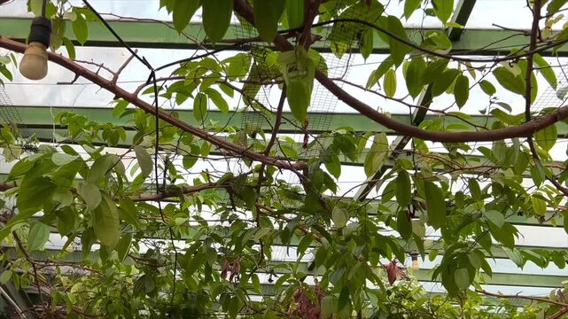 Lush green climbing plant leaves on a trellis canopy in a garden