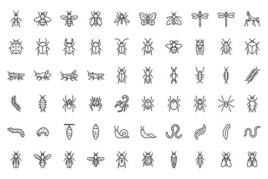 Collection of insect and arthropod line art illustrations in black and white.