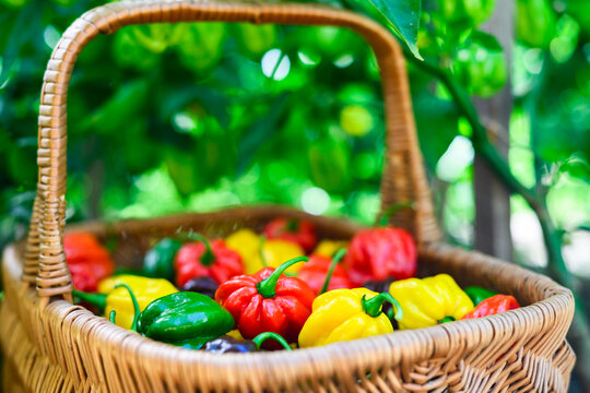 Close view of wicker basket filled with habanero peppers outdoors. Fresh chili harvest natural greenery background