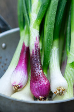 Close up of young green onions in colander, visible moisture and fresh texture. Spring scallions detail, organic farm vegetable with long stems