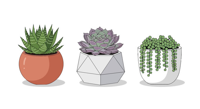 Three Potted Succulent Plants and Cactus Set in Modern Ceramic Pots Vector Illustration