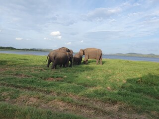 Wild Asian Elephant Family Grazing by Lake in Minneriya National Park Sri Lanka © Samitha