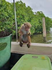Wild Macaque Monkey Eating Fruit While Sitting on Boat Bow in Sri Lanka Lagoon © Samitha