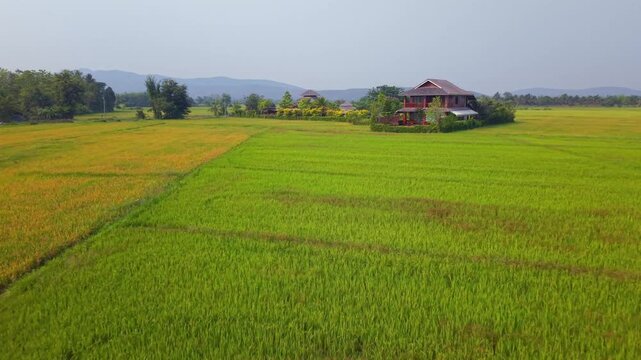 A wide cinematic drone shot featuring a beautiful two story wooden house surrounded by vibrant green and golden rice fields. The composition shows the contrast between the cultivated land and the trop