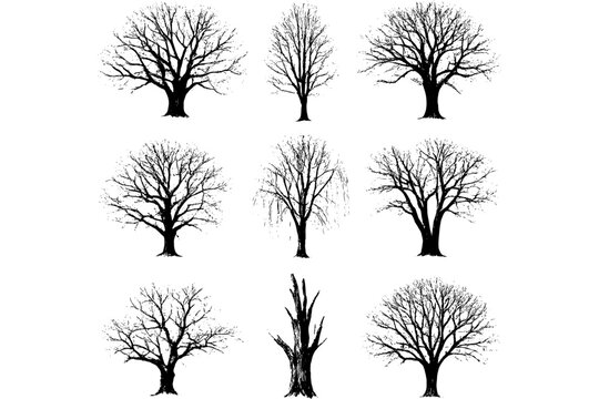 Chinaberry Tree PNG &ndash; Realistic Winter Tree Transparent Background