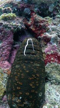 Leopard sea cucumber Bohadschia argus releasing Cuvierian tubules in defense, rare real-time macro behavior in 4K UHD footage with ambient sound and detailed texture