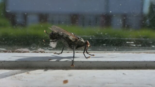 Flesh Fly (Sarcophaga carnaria) indoors on a windowsill, trying (unsuccessfully) to rid itself of fluff stuck to the hairs on its legs. kent, UK [Slow motion x5]