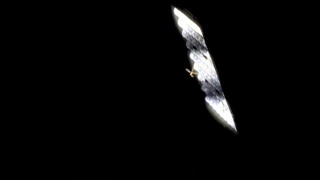 Insects flying before a LED Flood light