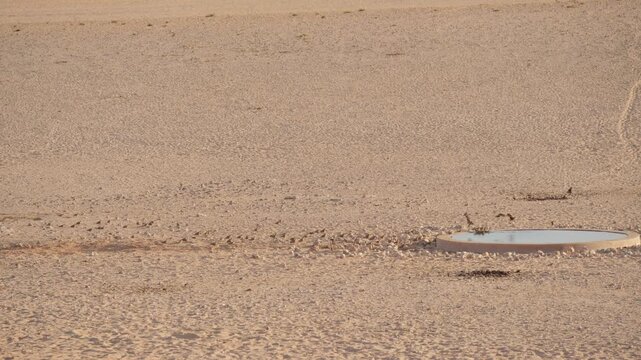 Flock of Namaqua Sandgrouse walk to drink and bathe in water trough in drought-stricken desert landscape