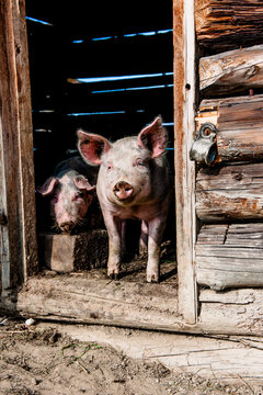 Two pigs standing in the doorway of a wooden barn in Austria