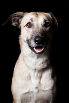 Happy mixed breed dog looking at camera on black background