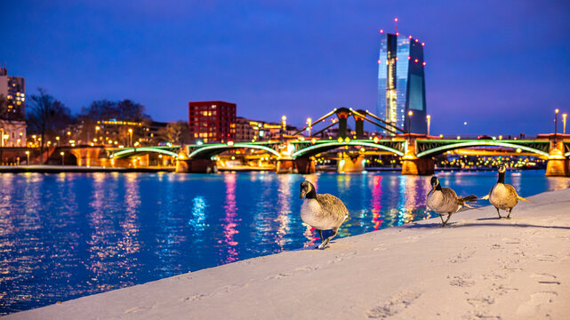 Egyptian geese on snow at River Main in Frankfurt at night