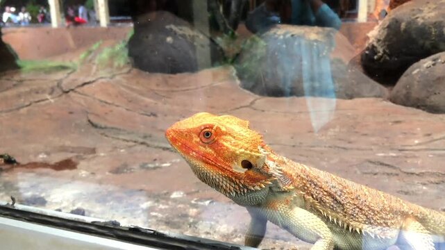 Bearded dragon lizard looking through the glass in a terrarium