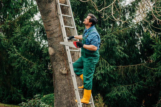 Gardener climbing ladder with saw for spring tree care