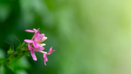 Fototapete Toilette Pink flowers blooming on a lush green background, soft bokeh tropical floral with copy space for design.  © pernsanitfoto