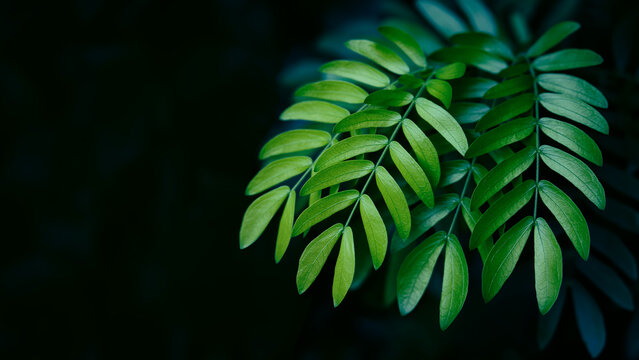 Vibrant green leaves, Tropical foliage pattern with deep teal tones and elegant dark background.