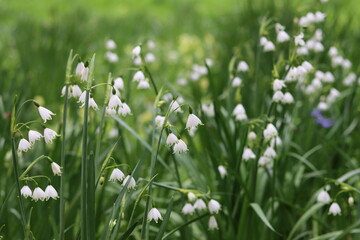Fototapeta premium Leucojum aestivum or Summer Snowflake flowers