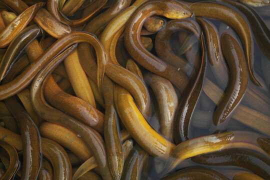 Many fresh Asian eels in water close up	