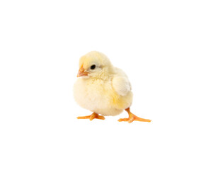Obraz premium A fresh, organic brown chicken egg is placed on a white background.