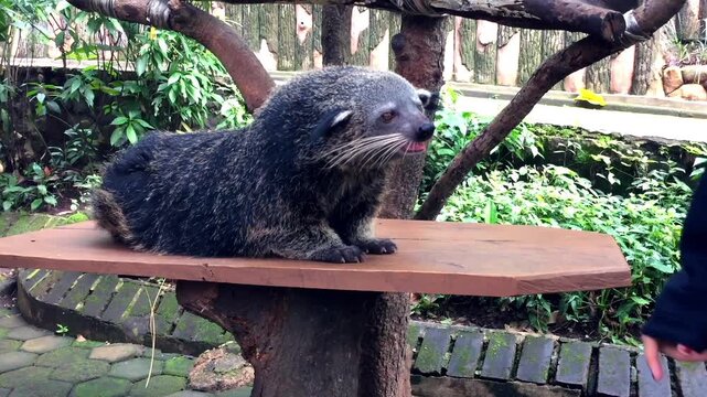 Black binturong or bearcat looking around on a wooden platform