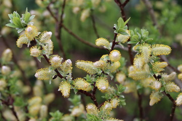 Willow tree catkins in spring  © Francesca Leslie