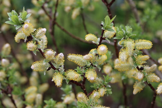 Willow tree catkins in spring 