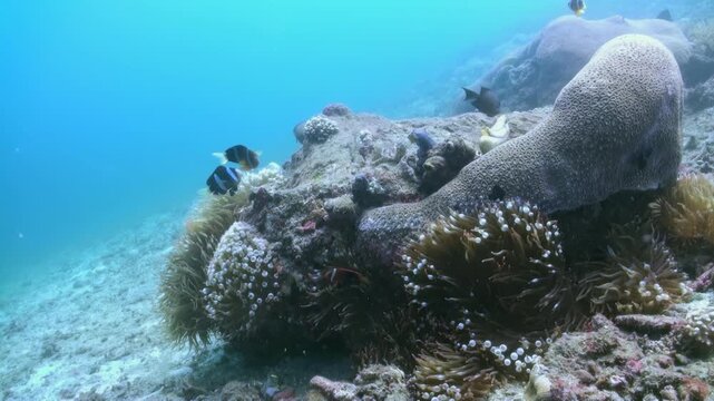 Sunlight illuminates this vibrant coral reef ecosystem. Clownfish swim around their anemone home. Other fish meander past, undisturbed by the anemone's presence in the ocean.