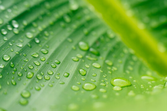 Raindrops on lush green banana leaf, Water drops on natural texture background.