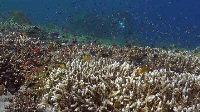 Explore this diverse ecosystem as many different colorful fish swim around and above the healthy coral reef in Raja Ampat during a bright sunny afternoon.