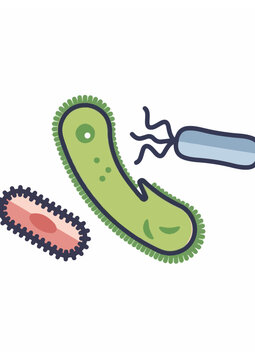 Microscopic view of different bacteria types including rod shaped and flagellated germs.