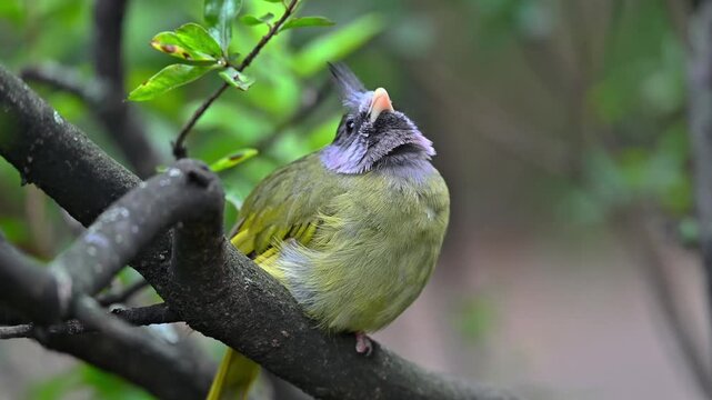 Crested Finchbill Perching on Tree Trunk and Flying Away