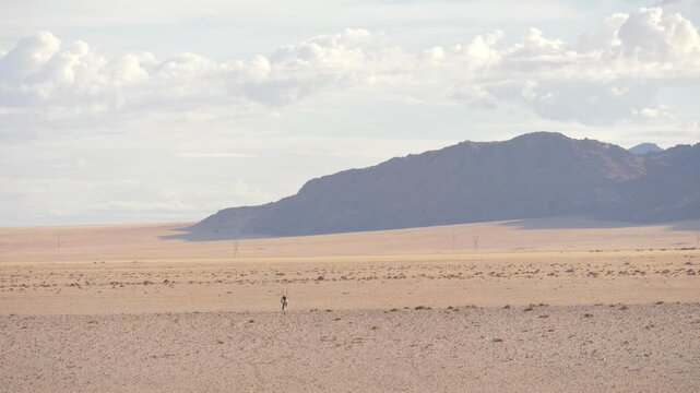 Gemsbok walks away from camera toward mountain desert landscape, disappears over dune crest