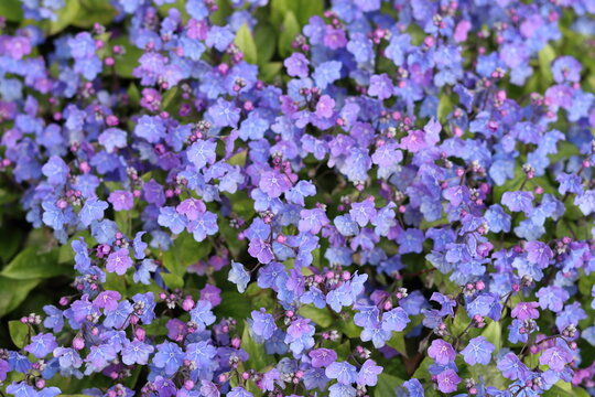 Omphalodes cappadocica 'Cherry Ingram' or navelwort flowers