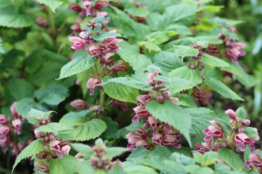 Lamium orvala or red deadnettle in a garden in spring