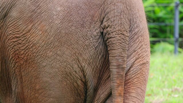 Close Up View of Elephant Rear and Tail with Textured Skin