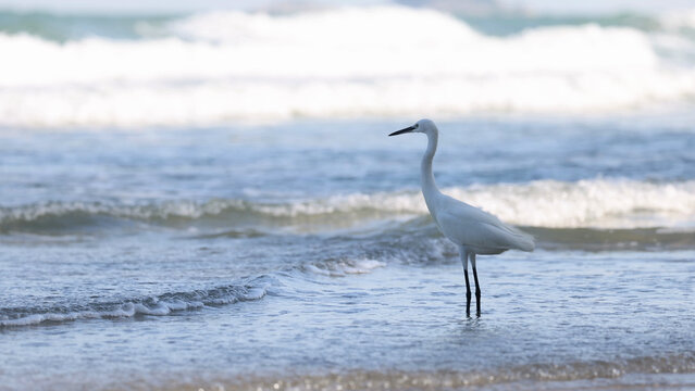 White Egret Standing in Shallow Ocean Waves at Hua Hin Beach