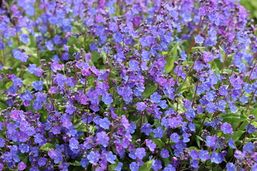 Fototapeta premium Omphalodes cappadocica 'Cherry Ingram' or navelwort flowers