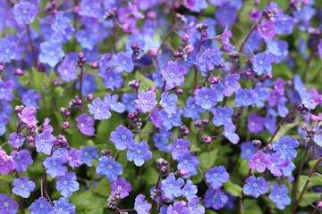 Obraz premium Omphalodes cappadocica 'Cherry Ingram' or navelwort flowers