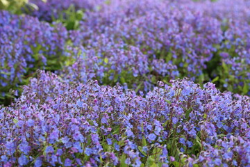 Fototapeta premium Omphalodes cappadocica 'Cherry Ingram' or navelwort flowers