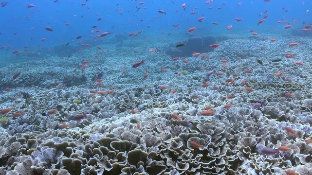 Discover the mesmerizing beauty of a healthy coral reef in Nusa Penida. Many anthias fish populate the area, creating a vibrant and colorful underwater ecosystem.