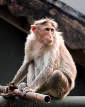 monkey