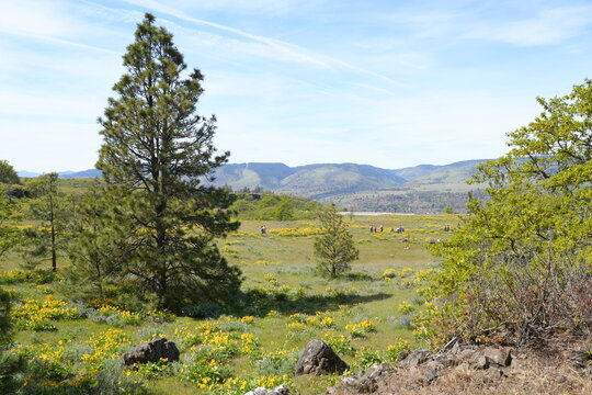 Yellow Balsamroot Flowers or Oregon Sunflowers in Full Bloom at Rowena Crest Landscape - ロウェナ・クレストの黄色い花 バルサムルート または オレゴンサンフラワー  春の風景
