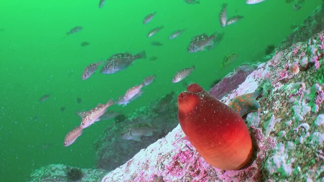 A captivating glimpse into the Sea of Japan's marine environment. Schools of fish glide through emerald waters, past a vivid scarlet sea squirt clinging to the vibrant reef during a bright daytime.