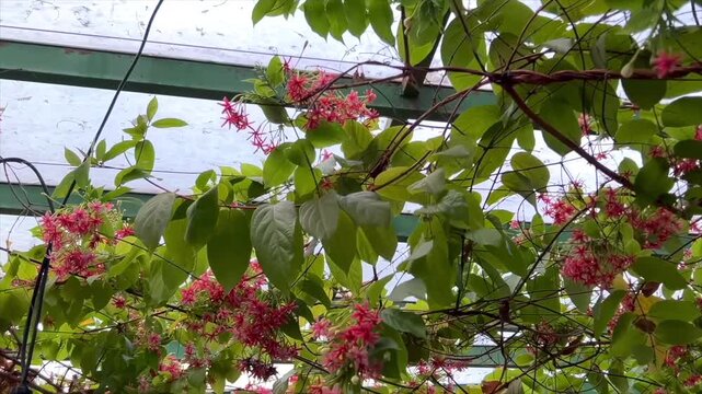 Combretum indicum flowers blooming on a trellis